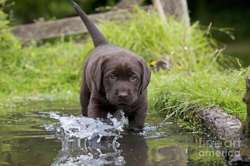 Labrador Retriever