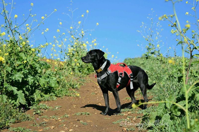 Labrador Retriever