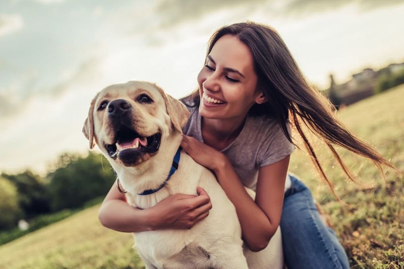 Labrador Retriever