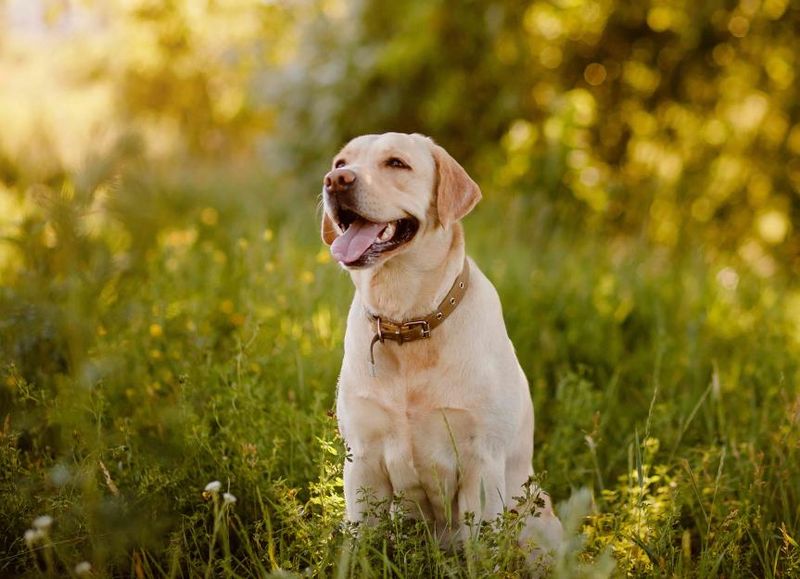 Labrador Retriever