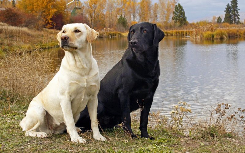 Labrador Retriever