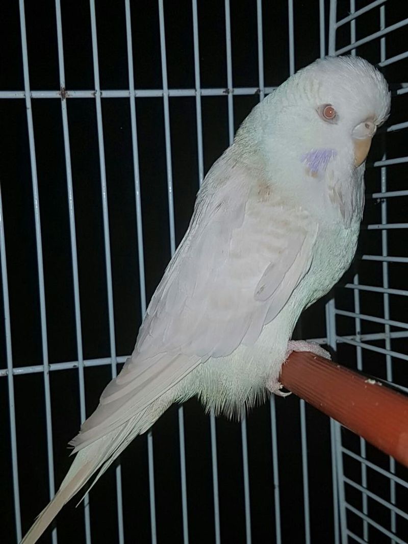 Lacewing Mutation