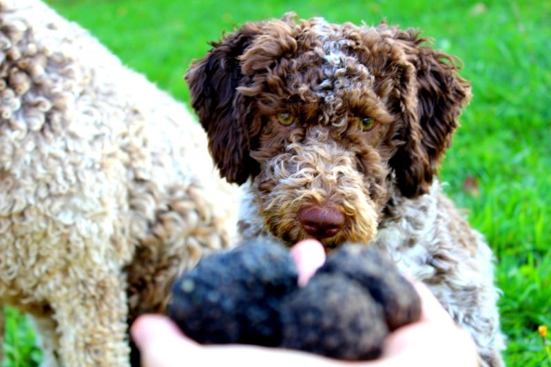 Lagotto Romagnolo