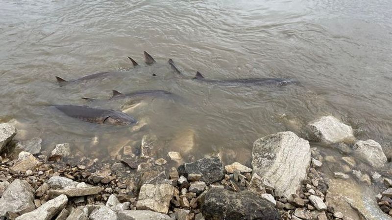 Lake Sturgeon