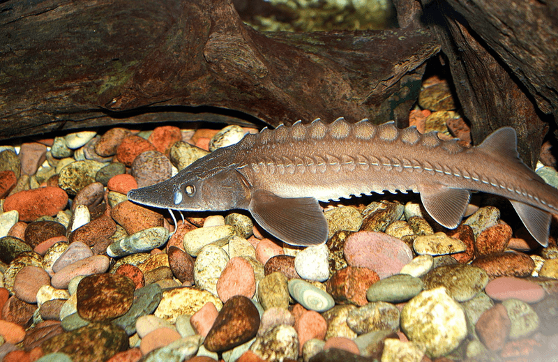 Lake Sturgeon