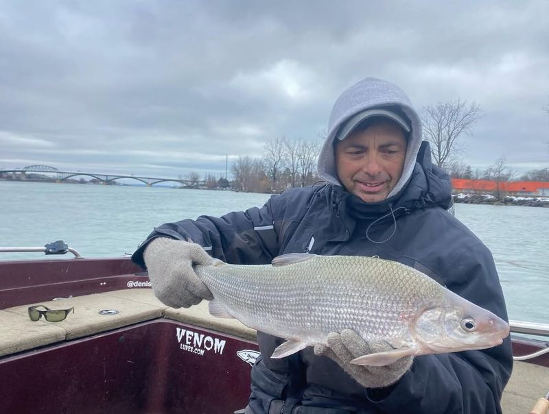 Lake Whitefish