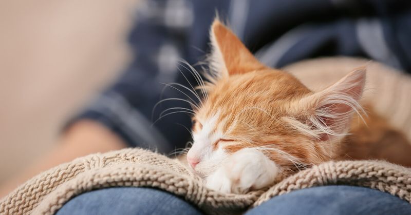 Lap of Luxury