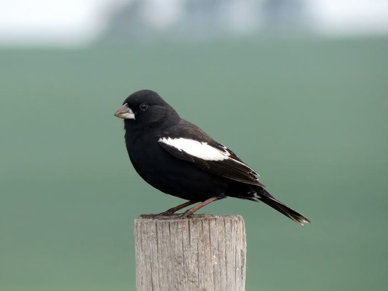 Lark Bunting