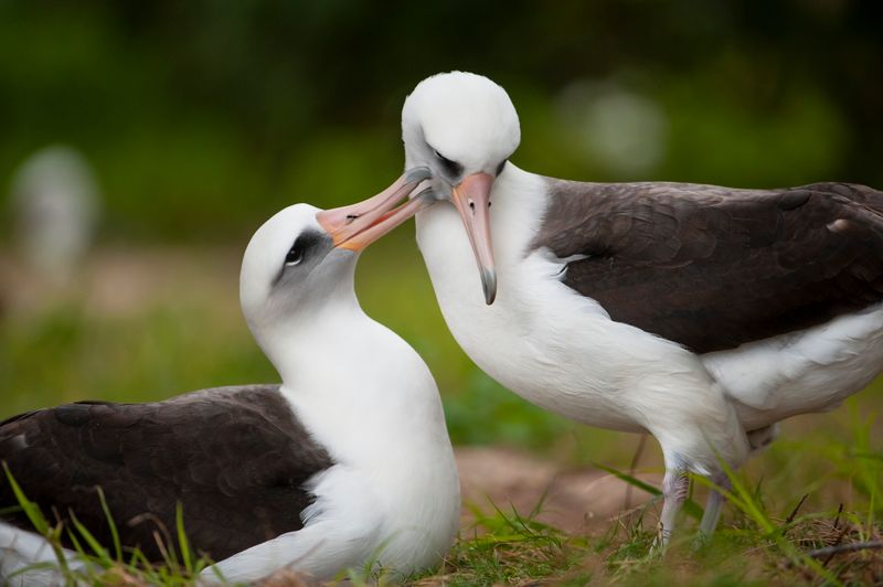 Laysan Albatross