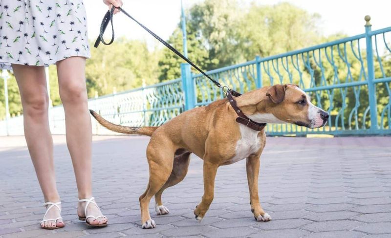 Leash Pulling Corrections