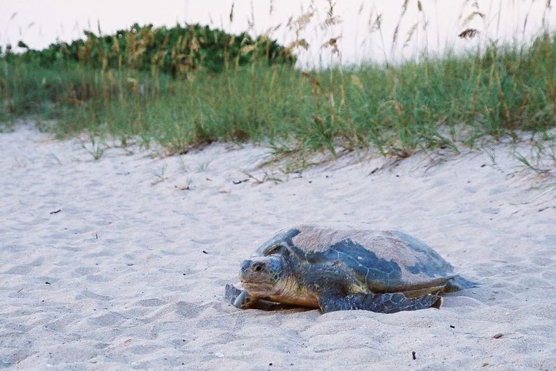 Leatherback Sea Turtles