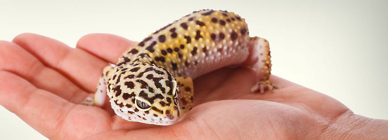 Leopard Gecko