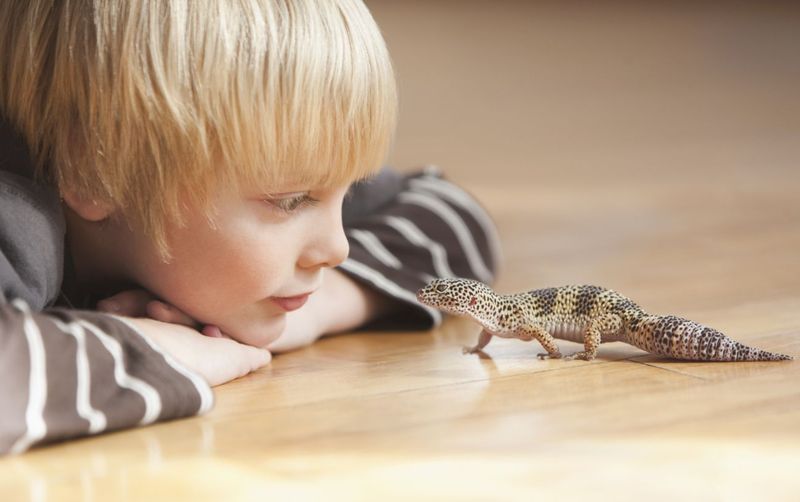 Leopard Gecko