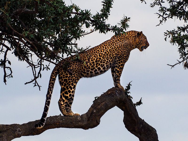 Leopards in African and Asian Art