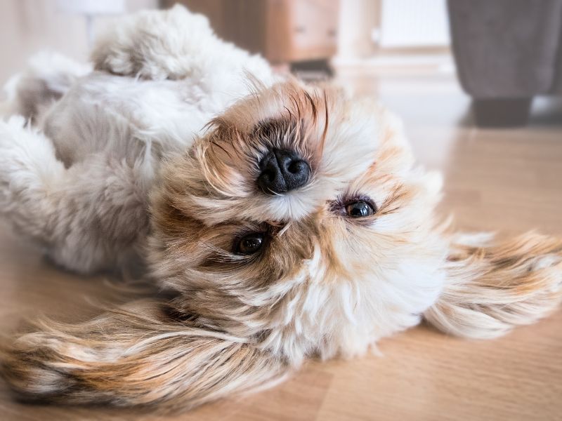 Lhasa Apso