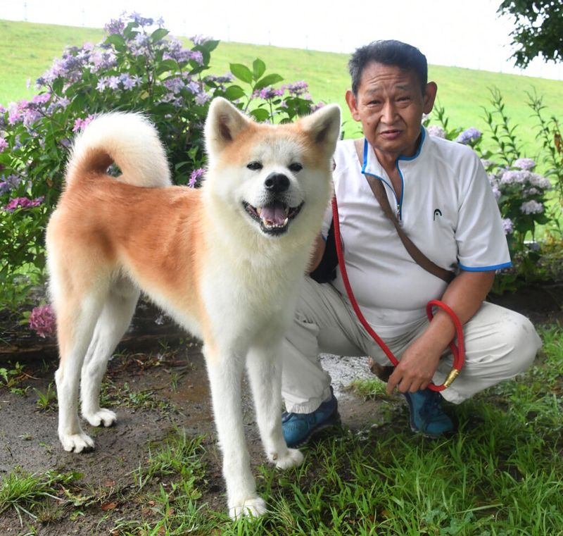 Life with an Akita