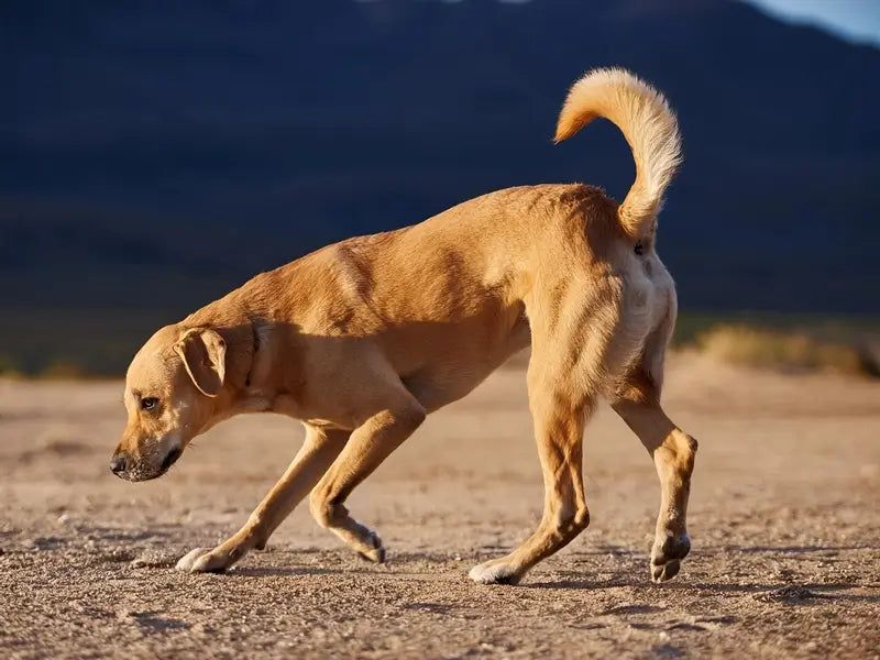 Limping or Lameness