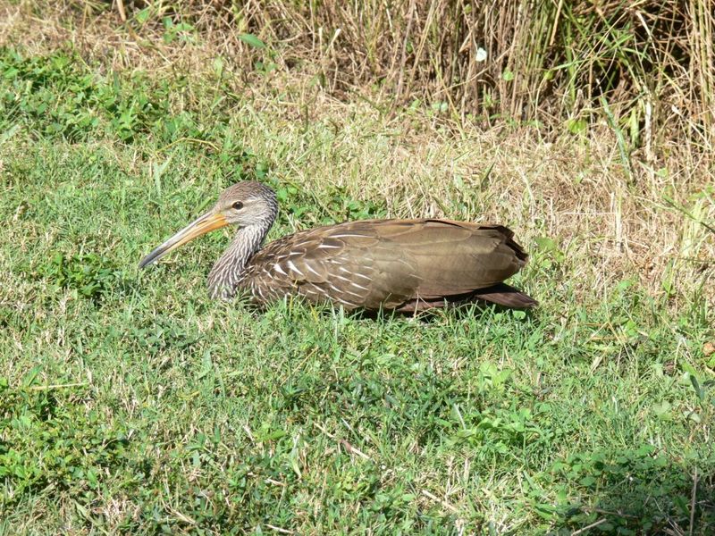 Limpkin