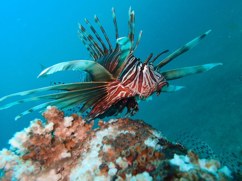 Lionfish