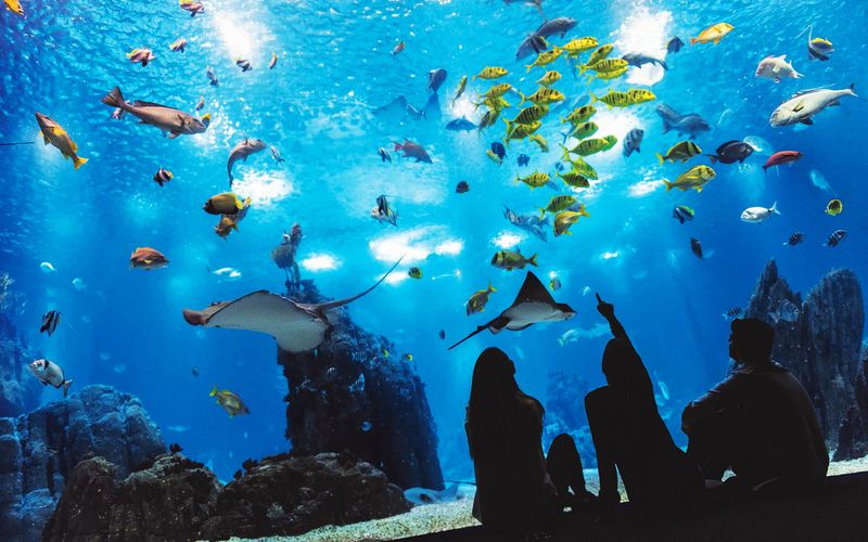 Lisbon Oceanarium, Portugal
