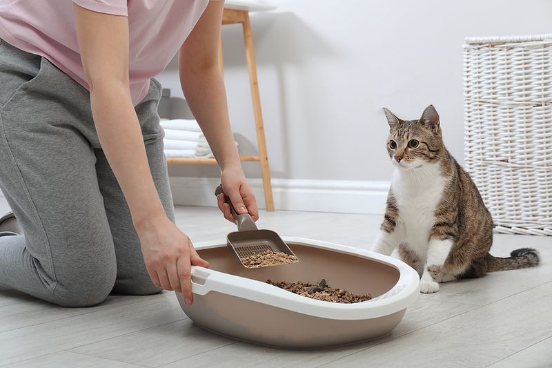 Litter Box Avoidance