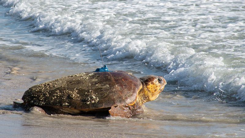 Loggerhead Sea Turtles