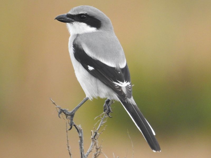 Loggerhead Shrike