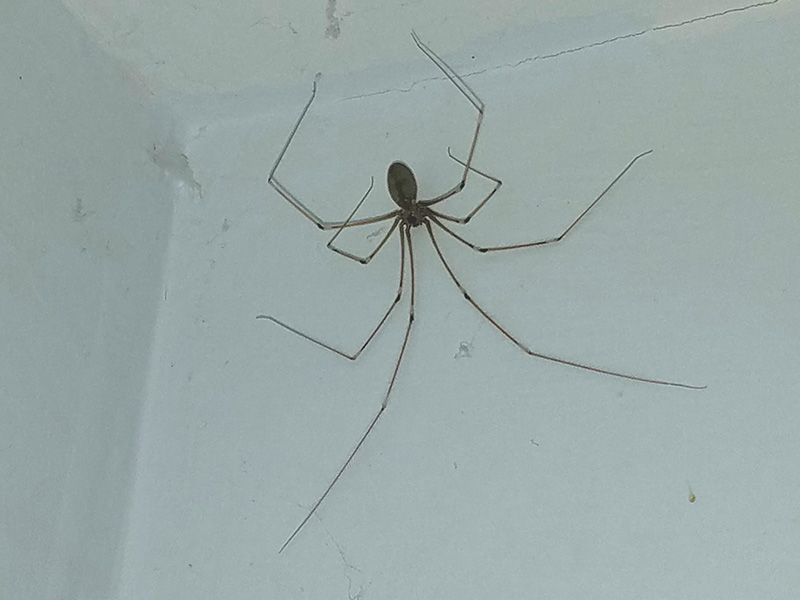 Long-Bodied Cellar Spider