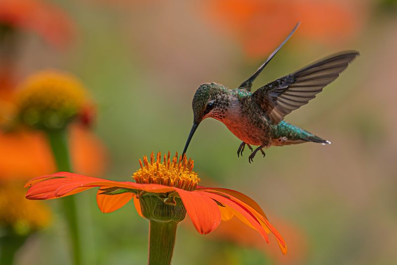 Longer Beaks for Deep Flowers