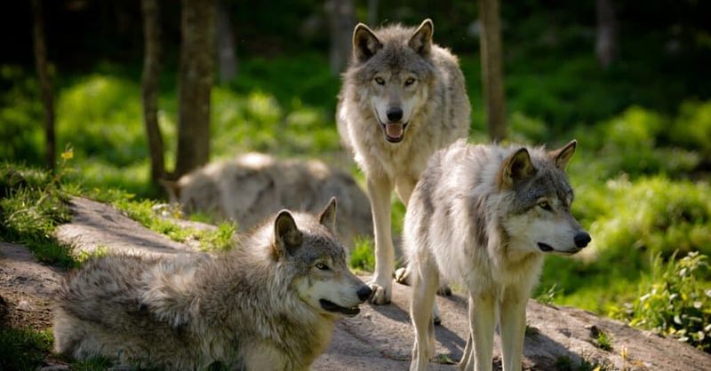 Longevity in the Wild vs. Domestication