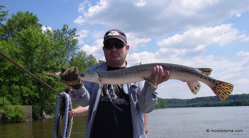 Longnose Gar