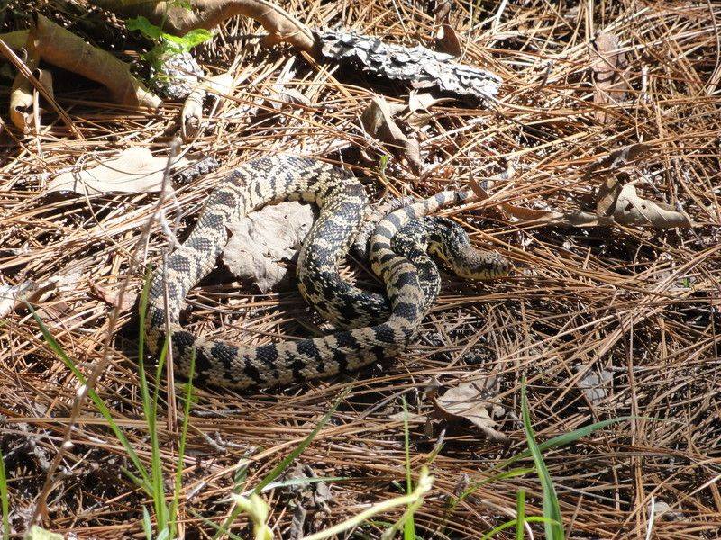Louisiana Pine Snake