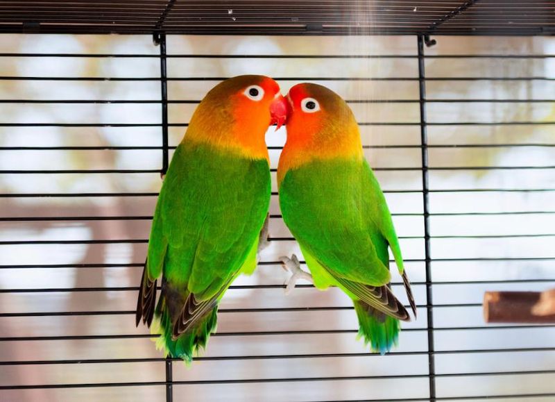 Lovebird