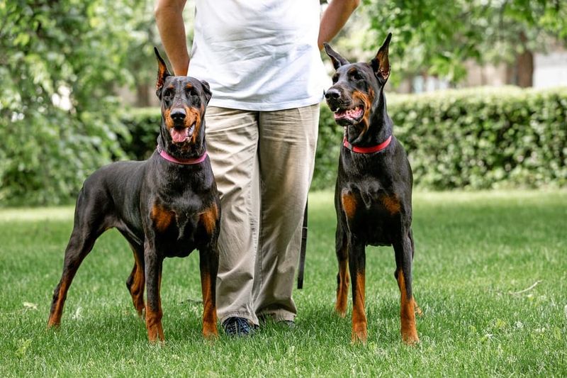 Loyalty and Protection