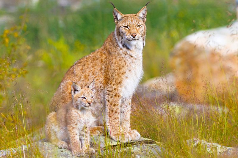 Lynx