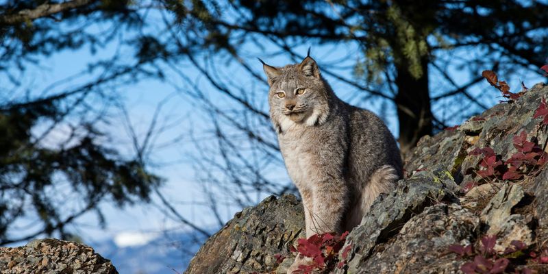 Lynx in Wild Basin