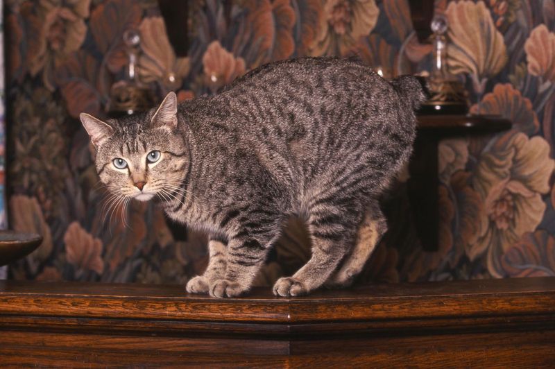 Lynx-like Appearance