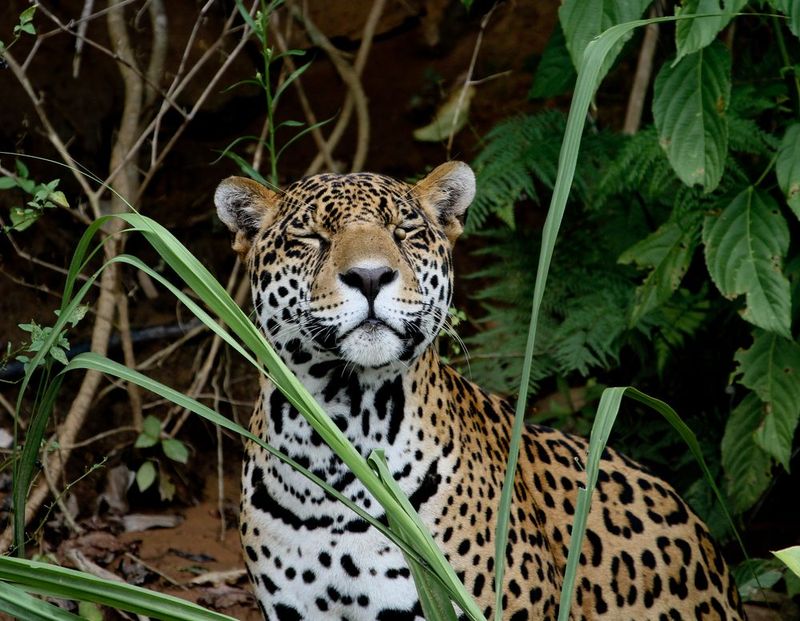 Madidi National Park