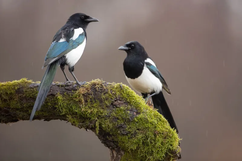 Magpies