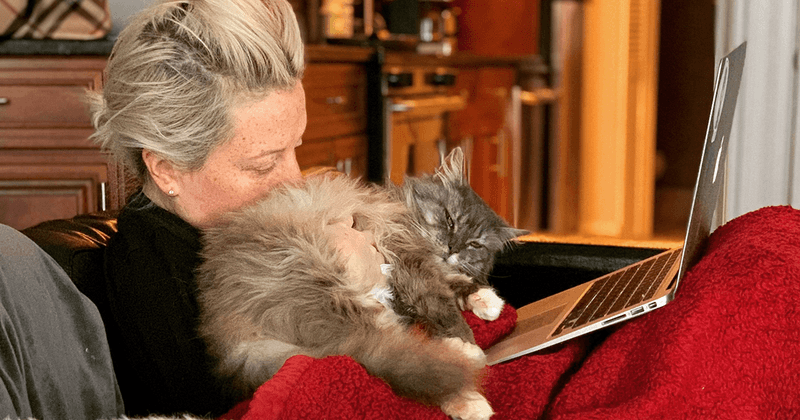 Maine Coon