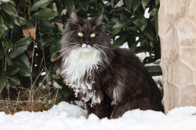 Maine Coon