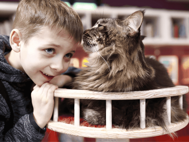 Maine Coon