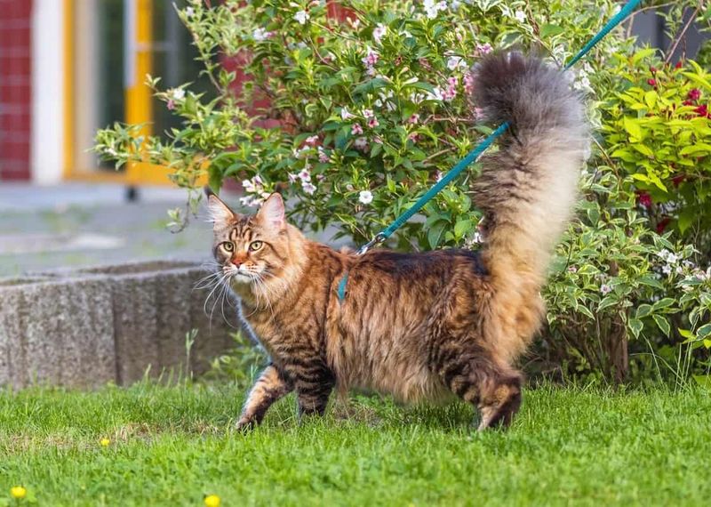 Maine Coon