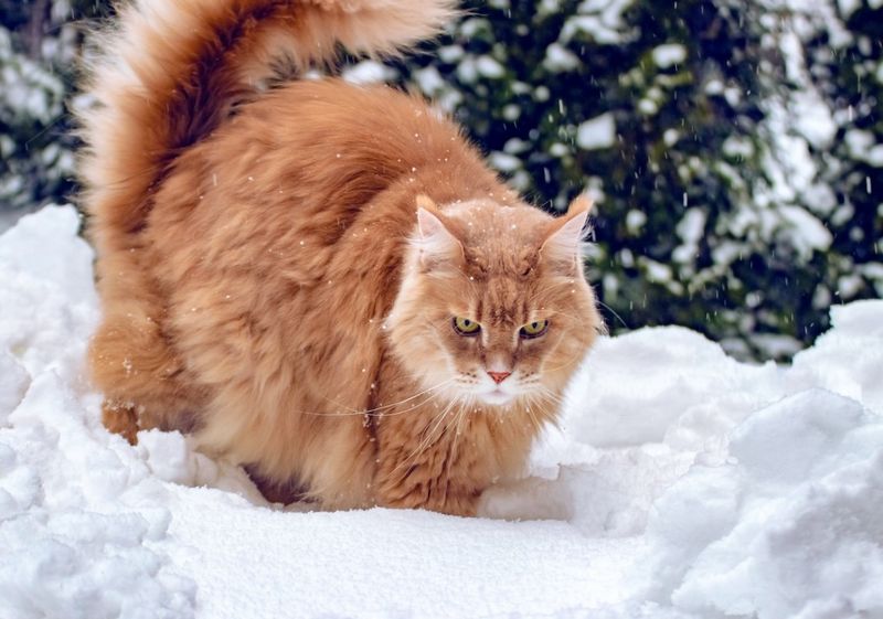 Maine Coon