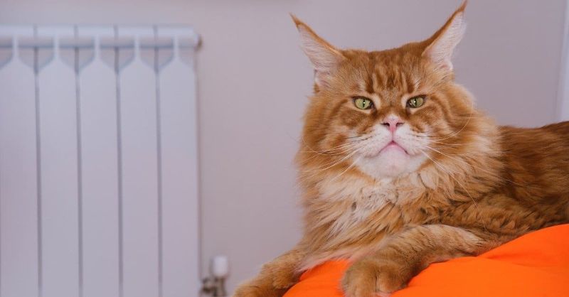 Maine Coon