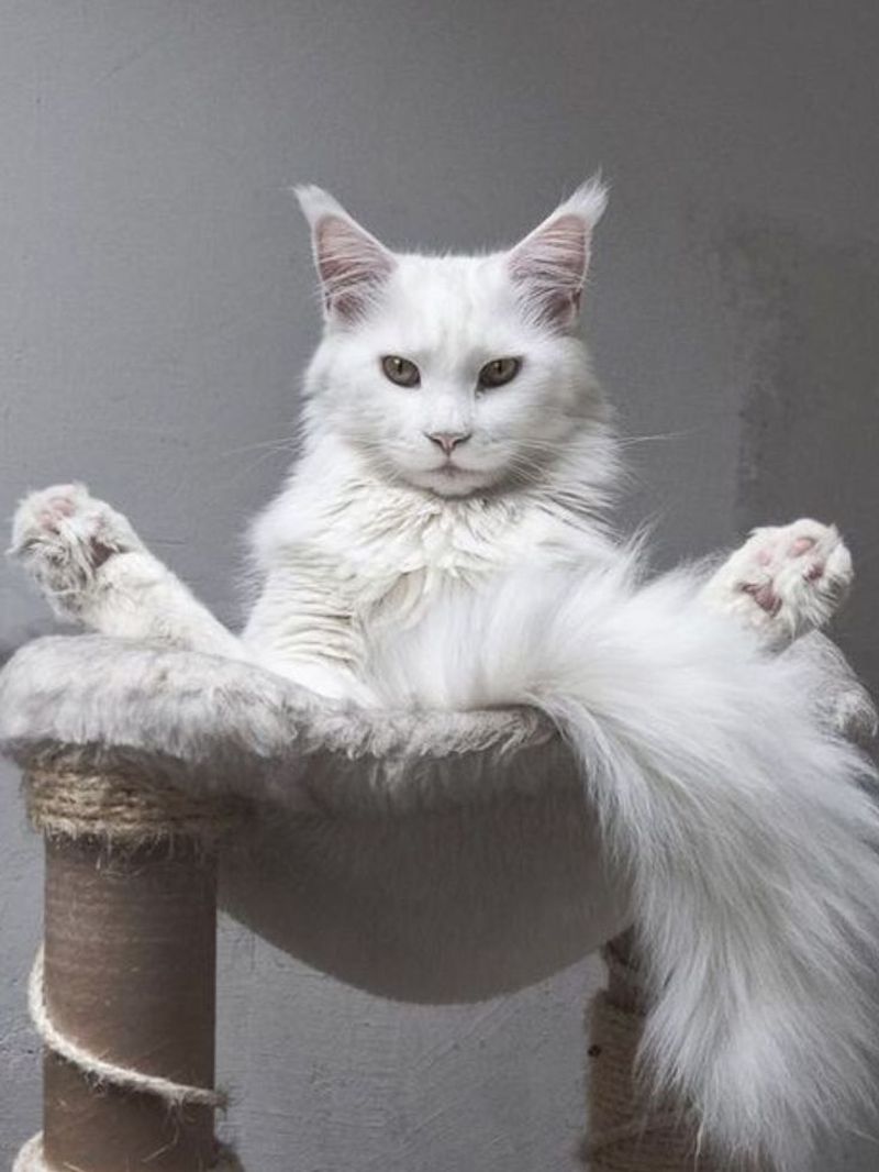 Maine Coon