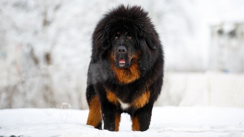 Maine - Tibetan Mastiff