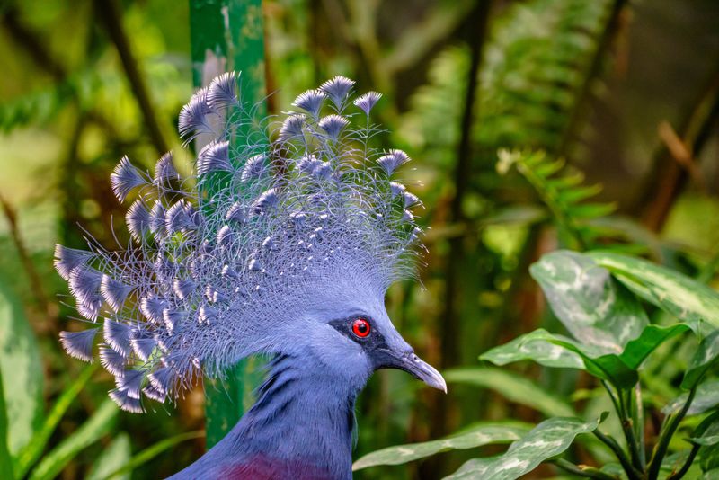Majestic Crested Feathers