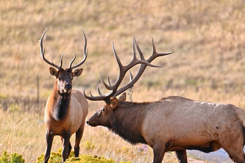 Majestic Elk Rut