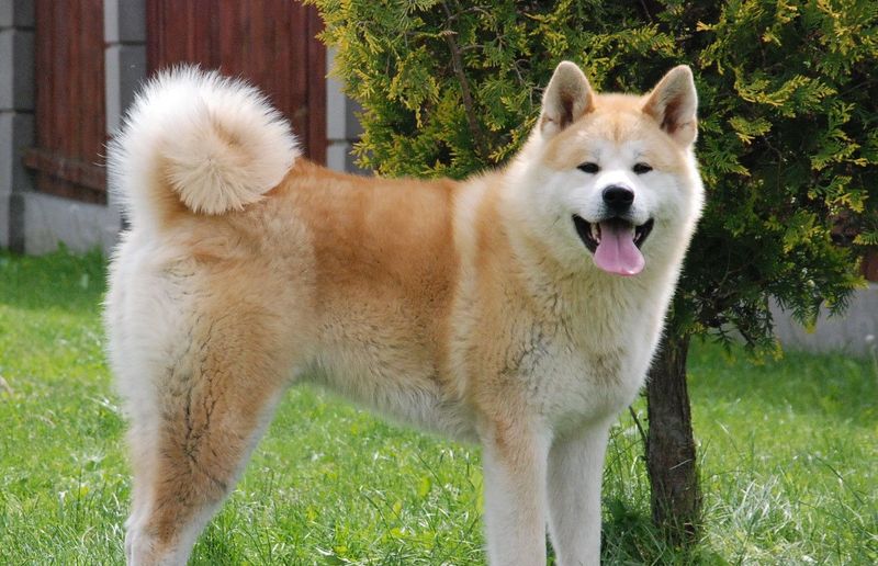 Majestic Presence